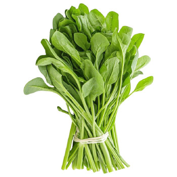 Duftöl Weinraute – Schutz und Reinigung mit der esoterischen Essenz.