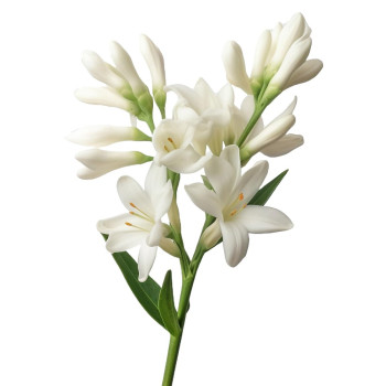 Vôňa pomarančového kvetu na aromatizovanie. Vôňa pomarančového kvetu na aromatizovanie.