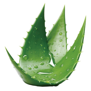 Frische Essenz der Aloe Vera. Online-Verkauf. Gran Velada