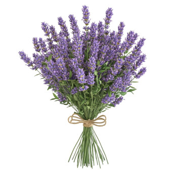 Basis für Lavendel-Massageöl – Naturöl für DIY-Kosmetik