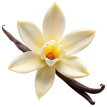 Basis für Vanille-Massageöl | Natürliche Massageöl-Grundlage